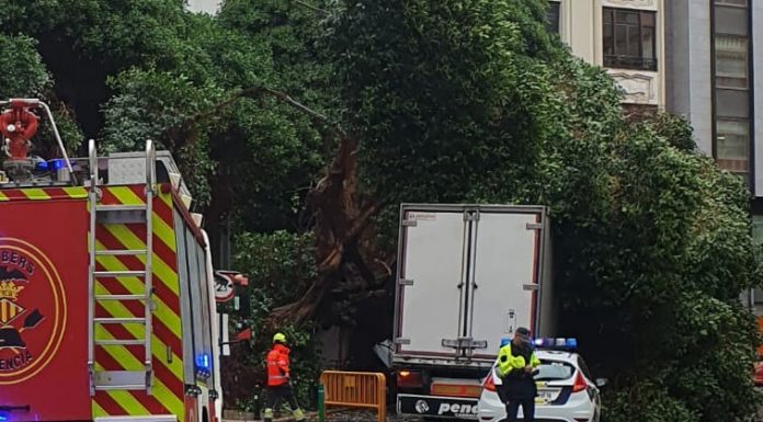 Cortan la calle Pintor Sorolla para talar árboles en mal estado por la lluvia