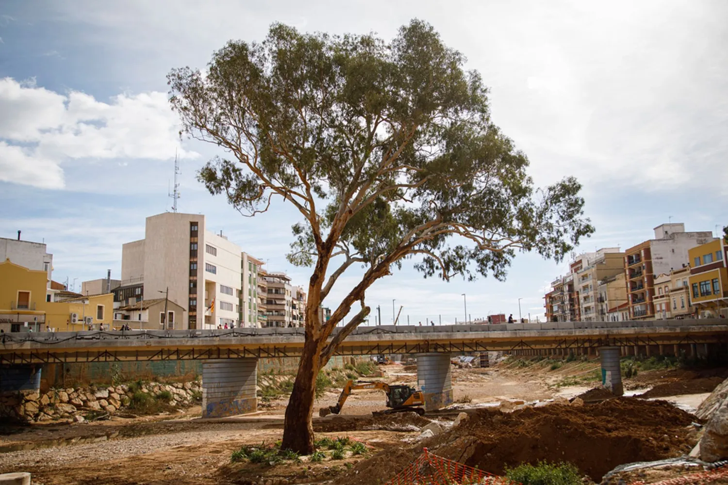 Eucalipto rojo a día de hoy en Paiporta