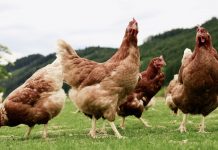 Imagen de archivo de aves. Gripe aviar