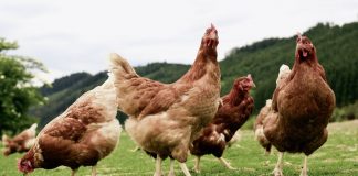 Imagen de archivo de aves. Gripe aviar