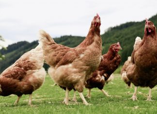 Imagen de archivo de aves. Gripe aviar