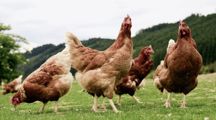 Imagen de archivo de aves. Gripe aviar