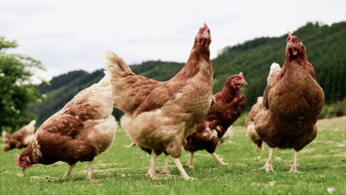 7televalencia gallinas gripe aviar Imagen de archivo de aves. Gripe aviar