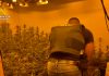 Desmantelan un narcochalé con 600 plantas de marihuana Narcochalé de Chiva con una plantación de marihuana