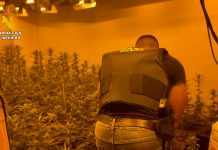 Desmantelan un narcochalé con 600 plantas de marihuana Narcochalé de Chiva con una plantación de marihuana