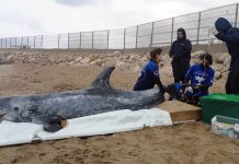 Fundación Oceanogràfic y Fundación Pairi Daiza refuerzan el rescate de mamíferos marinos en la costa valenciana