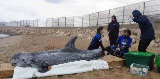Fundación Oceanogràfic y Fundación Pairi Daiza refuerzan el rescate de mamíferos marinos en la costa valenciana