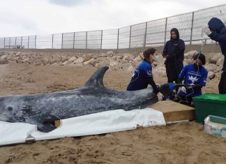 Fundación Oceanogràfic y Fundación Pairi Daiza refuerzan el rescate de mamíferos marinos en la costa valenciana