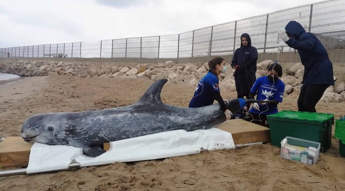 Fundación Oceanogràfic y Fundación Pairi Daiza refuerzan el rescate de mamíferos marinos en la costa valenciana Fundación Oceanogràfic y Fundación Pairi Daiza refuerzan el rescate de mamíferos marinos en la costa valenciana