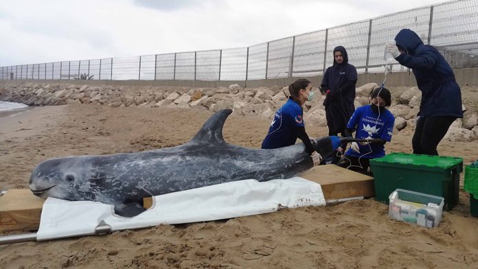 Fundación Oceanogràfic y Fundación Pairi Daiza refuerzan el rescate de mamíferos marinos en la costa valenciana