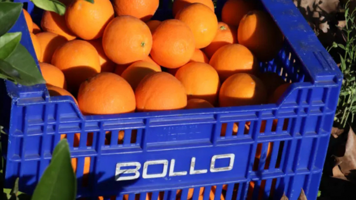 naranjas bollo