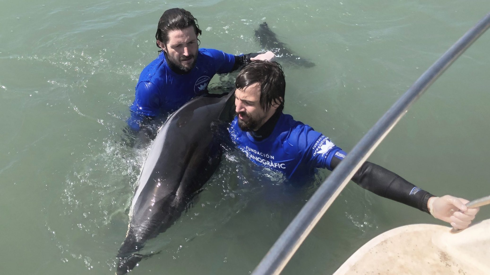 Fundación Oceanogràfic y Fundación Pairi Daiza refuerzan el rescate de mamíferos marinos en la costa valenciana
