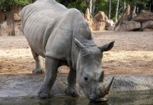 Casi 500 días de gestación: la rinoceronta de BIOPARC Valencia está a punto de ser mamá