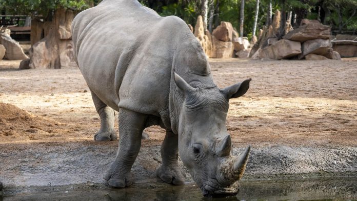 Noviembre 2025 - Kwanza, la hembra de rinoceronte embarazada en la sabana de BIOPARC Valencia