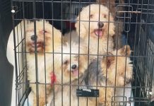 Descubren un criadero ilegal con 16 perros en Quatre Carreres