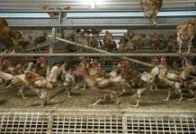 Aves de corral / efe