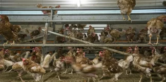 Aves de corral / efe