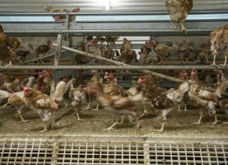 Aves de corral / efe