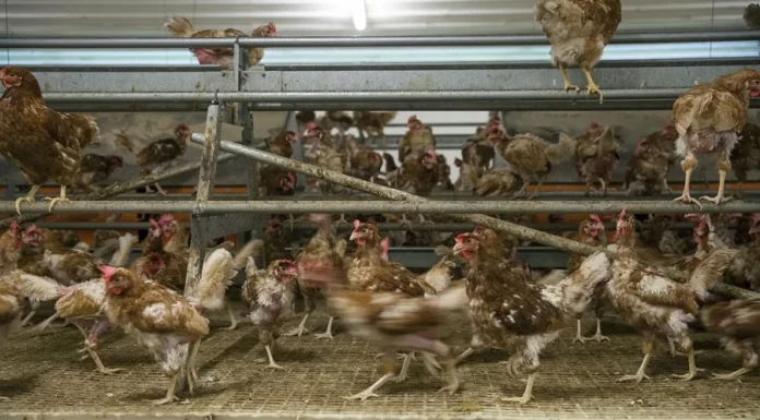 España confina todas las aves de corral por el riesgo de expansión de la gripe aviar Aves de corral / efe