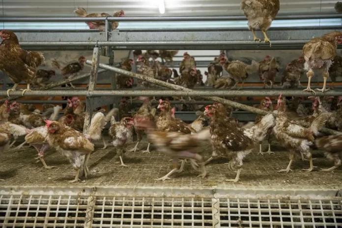 gripe-aviar-aves-corral Aves de corral / efe