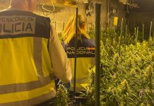 Desmantelan una plantación de marihuana en un chalé de lujo de Llíria Cuerpo de la Policia Nacional