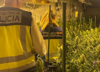Desmantelan una plantación de marihuana en un chalé de lujo de Llíria Cuerpo de la Policia Nacional