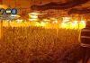 Descubren una plantación de marihuana en Massanassa