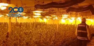 Descubren una plantación de marihuana en Massanassa