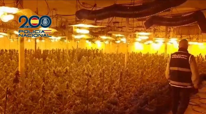Descubren una plantación de marihuana en Massanassa
