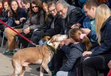 Perros víctimas del abandono y la DANA protagonizan el Desfile de BIOPARC
