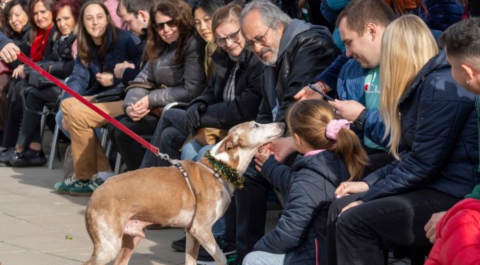 Perros víctimas del abandono y la DANA protagonizan el Desfile de BIOPARC