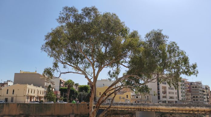 Estos son los mejores árboles de la Comunitat Valenciana