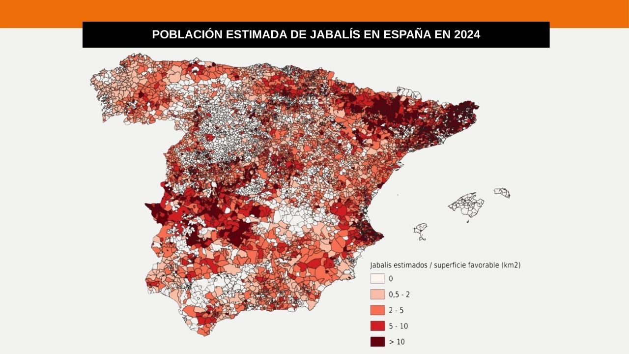Población estimada de jabalís en España. Ministerio de Agricultura, Pesca y Alimentación