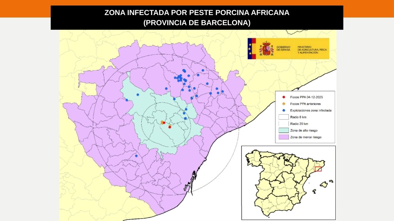 La Unión Europea declara 91 municipios de Barcelona, dentro de la zona infectada de Peste Porcina Africana
