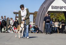 Este domingo BIOPARC acogerá la edición más emotiva del Desfile de Perros en Busca de un Hogar La lluvia obliga a aplazar el desfile de perros de Bioparc