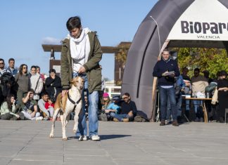 La lluvia obliga a aplazar el desfile de perros de Bioparc