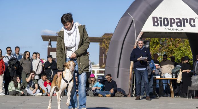 Este domingo BIOPARC acogerá la edición más emotiva del Desfile de Perros en Busca de un Hogar La lluvia obliga a aplazar el desfile de perros de Bioparc