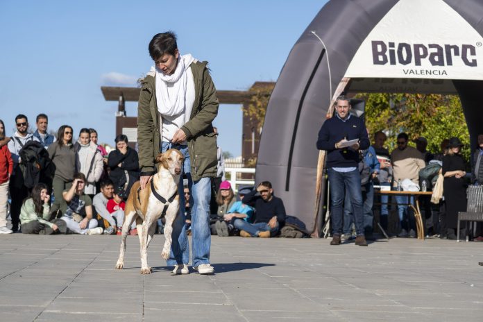 Desfile AUPA - Fundación BIOPARC para fomentar las adopciones de perros abandonados La lluvia obliga a aplazar el desfile de perros de Bioparc