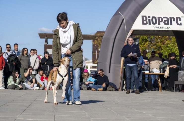La lluvia obliga a aplazar el desfile de perros de Bioparc