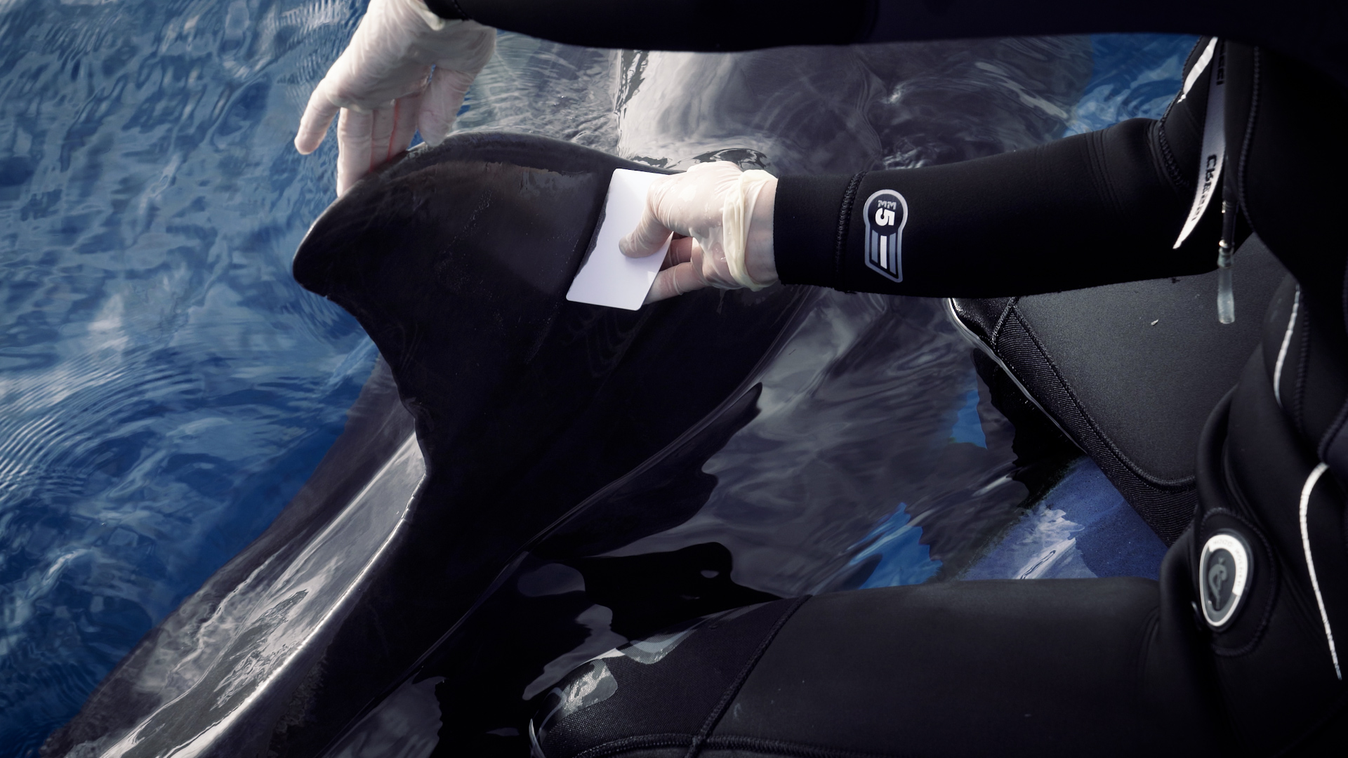 Un estudio pionero valida un método noinvasivo para medir el bienestar animal con la piel de los delfines del Oceanogràfic