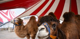Regresan los circos con animales a Valencia