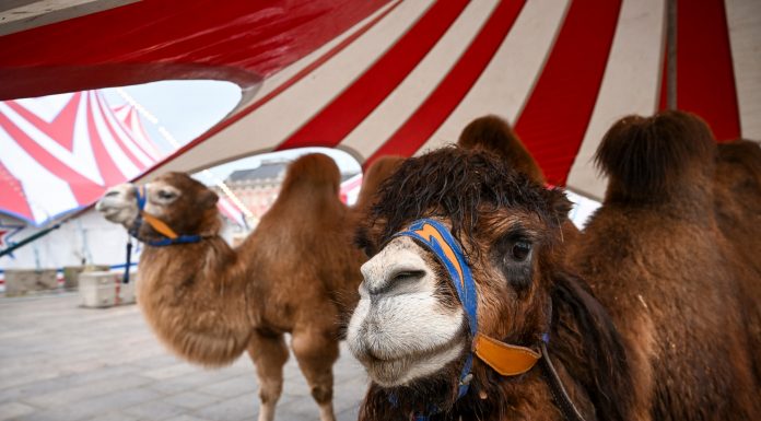 Regresan los circos con animales a Valencia