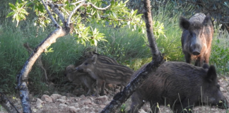 Alerta en casi 900 granjas valencianas tras los brotes de peste porcina en Cataluña