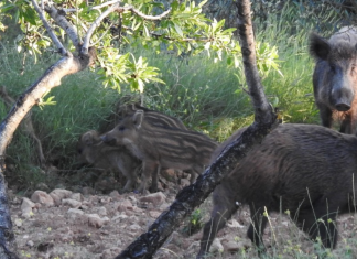 Alerta en casi 900 granjas valencianas tras los brotes de peste porcina en Cataluña