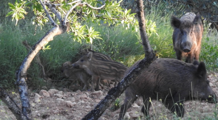 Alerta en casi 900 granjas valencianas tras los brotes de peste porcina en Cataluña Alerta en casi 900 granjas valencianas tras los brotes de peste porcina en Cataluña