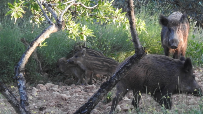 7televalencia-peste-porcina Alerta en casi 900 granjas valencianas tras los brotes de peste porcina en Cataluña