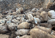 Un centenar de ovejas muere por un ataque de pánico en una granja de Valencia