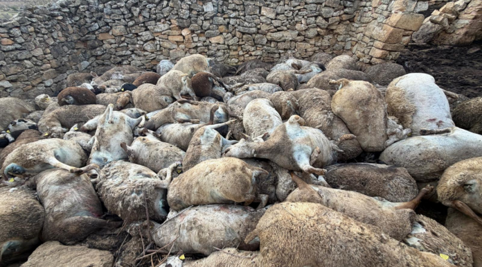 Un centenar de ovejas muere por un ataque de pánico en una granja de Valencia