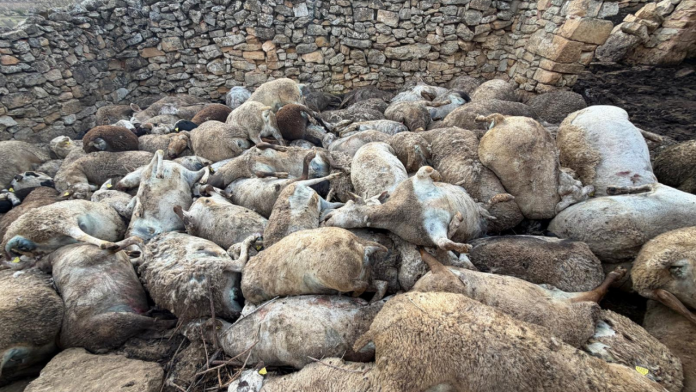 7televalencia-ovejas