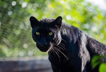 BIOPARC Valencia “llora” la pérdida de la emblemática pantera Mamba